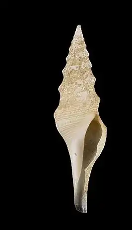 Leucosyrinx verrillii