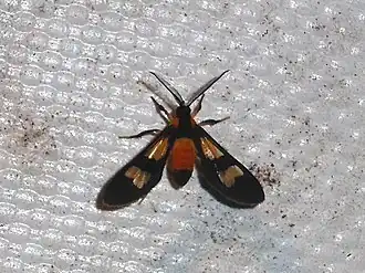 Leucotmemis hemileuca