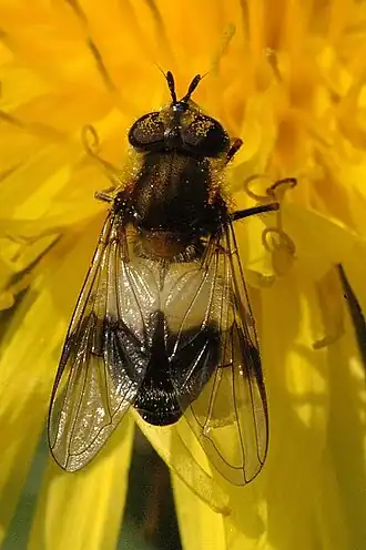 Withaarmelkzweefvlieg