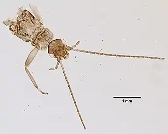 Leuctra duplicata