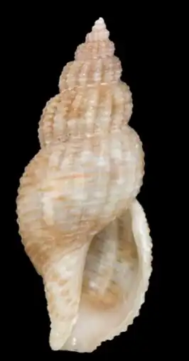 Leufroyia concinna