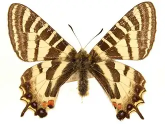 Luehdorfia chinensis