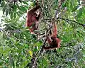 Sumatraanse orang-oetans (Pongo abelii) in het Biosfeerreservaat Gunung Leuser van Indonesië.