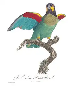 Barrabands papegaai (Pyrilia barrabandi)