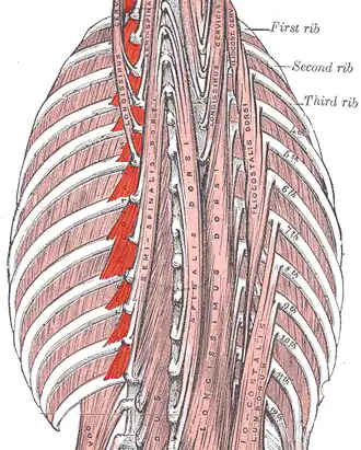 De musculi levatores costarum in rood aangegeven.