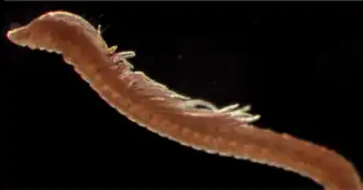 Levinsenia multibranchiata