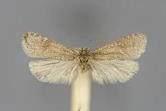 Levipalpus hepatariella