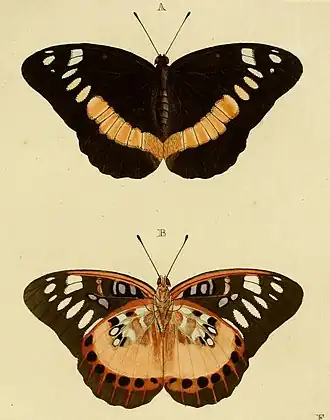 Lexias aeropa