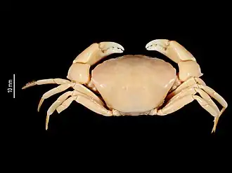 Liagore erythematica