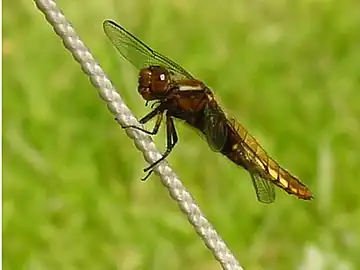 Platbuik ♀ (Libellula depressa)