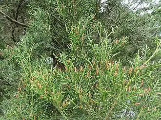 Libocedrus bidwillii