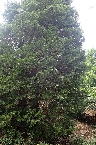 Libocedrus plumosa