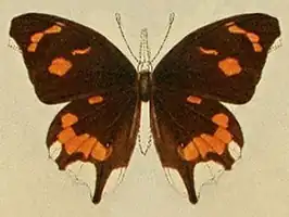 Libythea cinyras