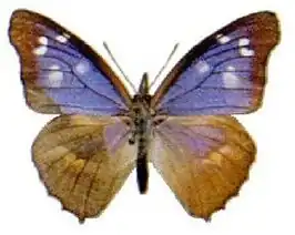 Libythea geoffroyi