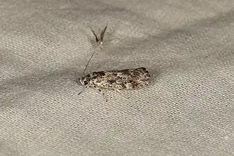 Lichenaula appropinquans