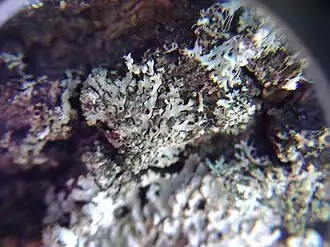 Lichenochora obscuroides