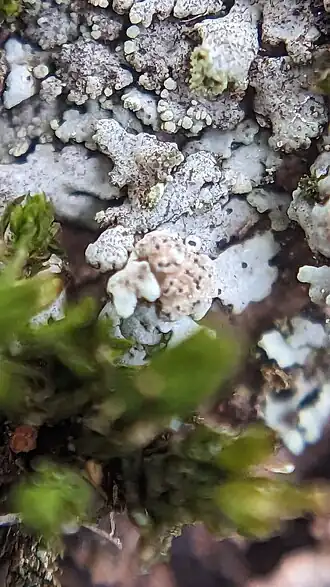 Lichenochora obscuroides