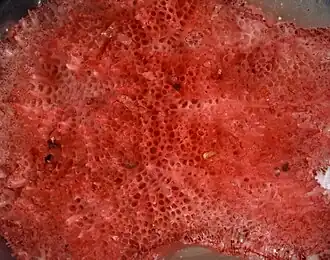 Lichenopora intricata