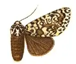 Lichnoptera moestoides