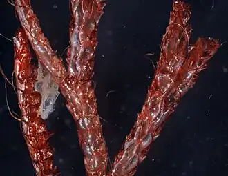 Scrupocellaria ferox