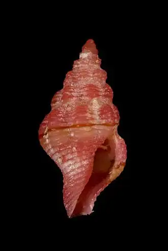 Lienardia giliberti