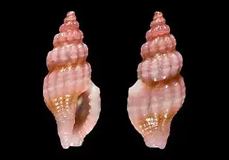 Lienardia koyamai