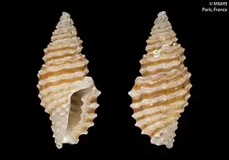 Lienardia marchei
