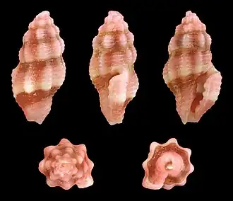 Lienardia rubida