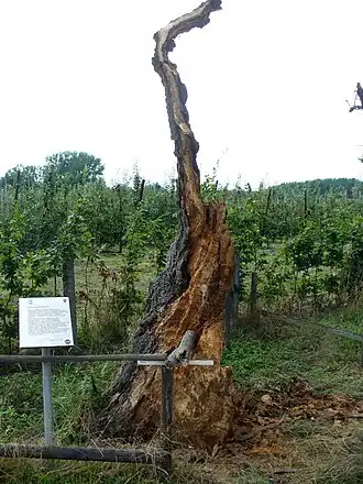 Wat er overblijft na de rukwind van 18 juli 2009