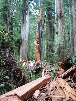 Een mammoetboom, geveld door de bliksem, langs de Prairie Creek Trail