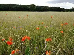 Roggelelies (Lilium bulbiferum subsp. croceum) in Duitsland