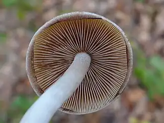 Tengere kleefparasol