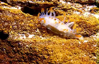 Wrattige mosdierslak