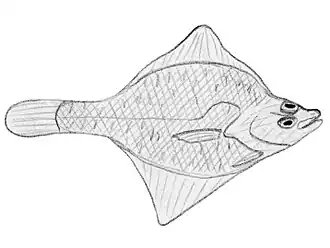 Limanda punctatissima