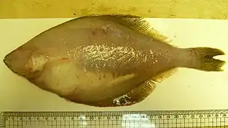 Limanda sakhalinensis