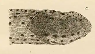 Limax canapicianus