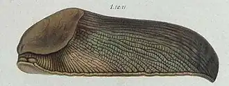 Limax graecus