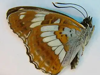 Limenitis helmanni