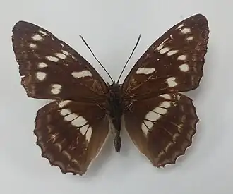 Limenitis moltrechti