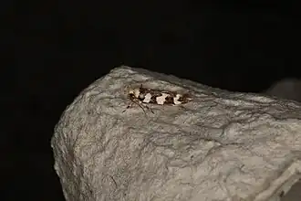 Limnaecia camptosema