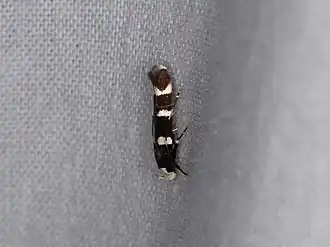 Limnaecia chionospila