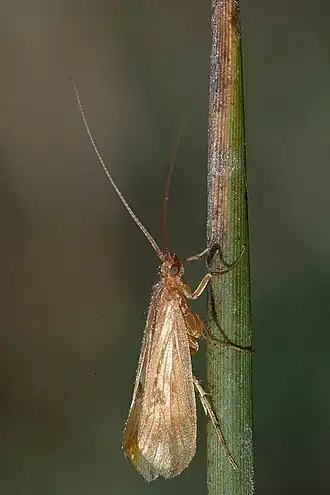 Limnephilus flavicornis