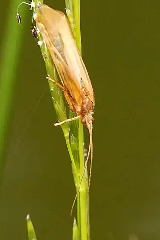 Limnephilus fuscinervis