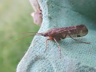 Limnephilus bipunctatus