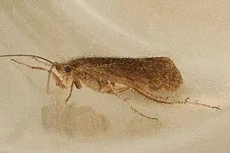 Limnephilus concolor
