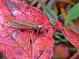 Limnephilus decipiens