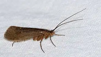 Limnephilus extricatus