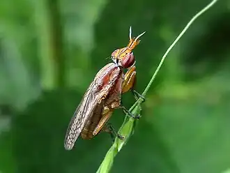 Gewone streepslakvlieg