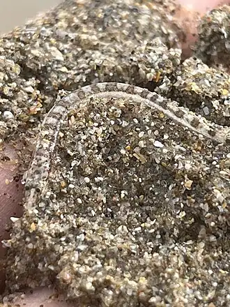 Limnichthys polyactis