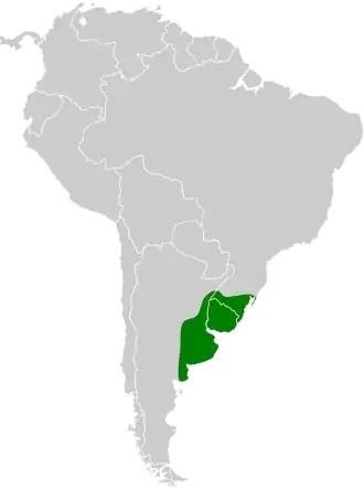 Zwavelkeelrietkruiper